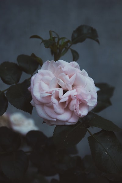 Pink flowers macro lens
